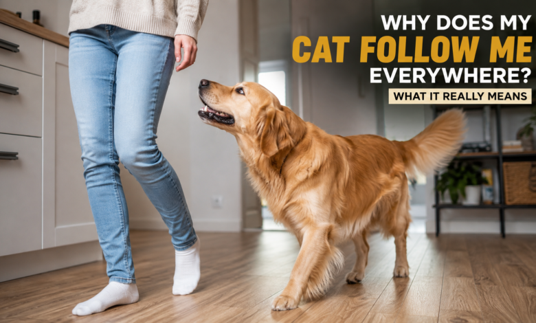 Why Does My Cat Follow Me Everywhere