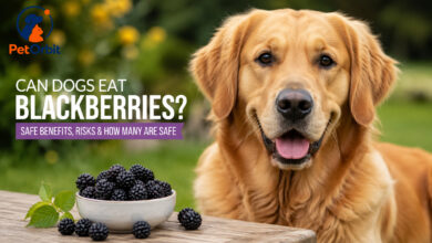 Can dogs eat blackberries