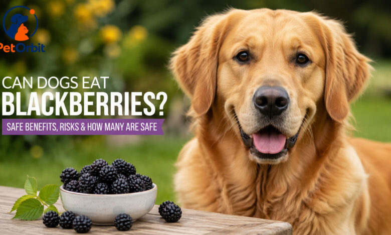 Can dogs eat blackberries