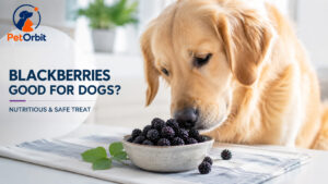 Are blackberries good for dogs