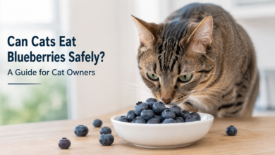 Can Cats Eat Blueberries Safely