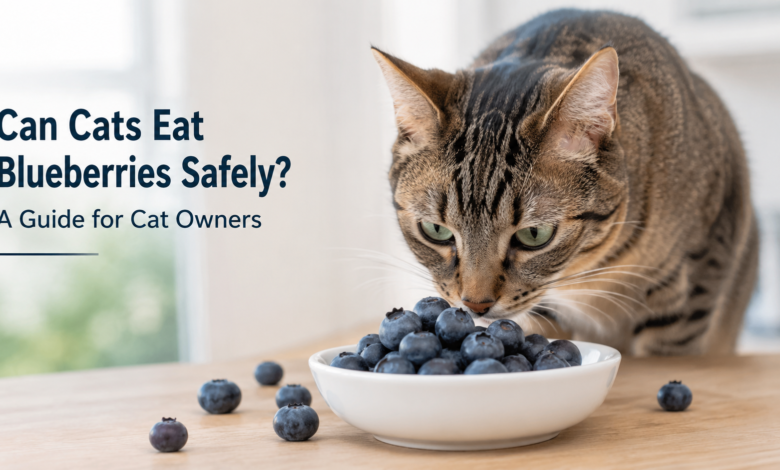 Can Cats Eat Blueberries Safely