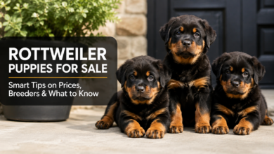 Rottweiler puppies for sale with tips on prices and breeders