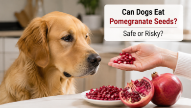Can Dogs Eat Pomegranate Seeds