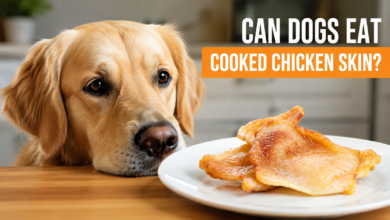 can dogs eat cooked chicken skin
