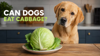 Can Dogs Eat Cabbage