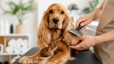 Cocker Spaniel Grooming