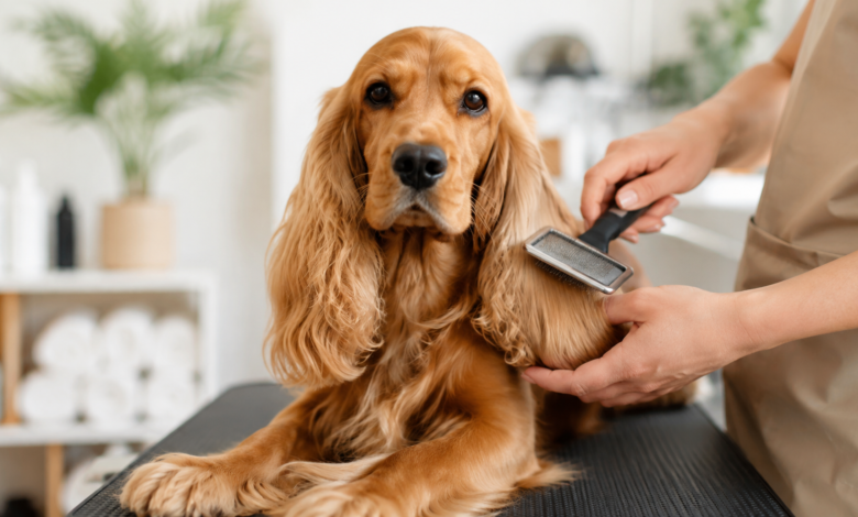 Cocker Spaniel Grooming