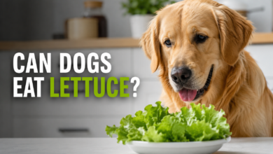 can dogs eat lettuce