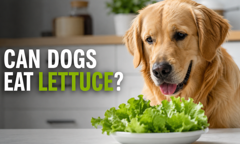 can dogs eat lettuce