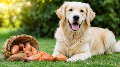 can dogs eat sweet potato