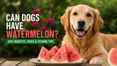 Can Dogs Have Watermelon