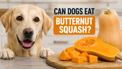 Can Dogs Eat Butternut Squash