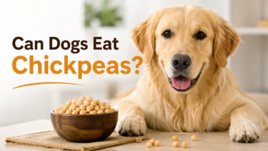 Can Dogs Eat Chickpeas