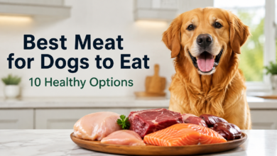 best meat for dogs to eat