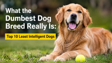 what the dumbest dog