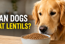 Can Dogs Eat Lentils