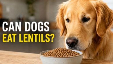 Can Dogs Eat Lentils