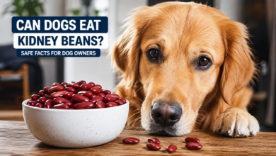 can dogs eat kidney beans