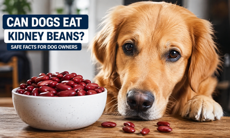 can dogs eat kidney beans