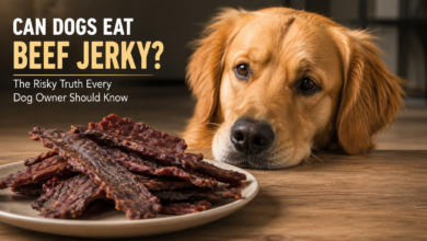 Can Dogs Eat Beef Jerky
