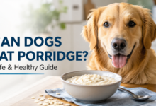 Can Dogs Eat Porridge