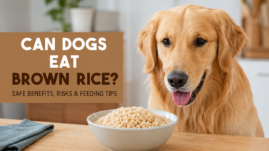 can dogs eat brown rice