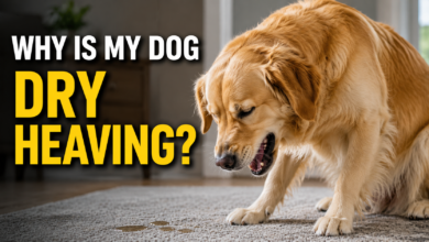 Dog dry heaving