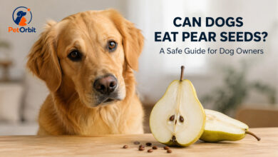 can dogs eat pears seeds
