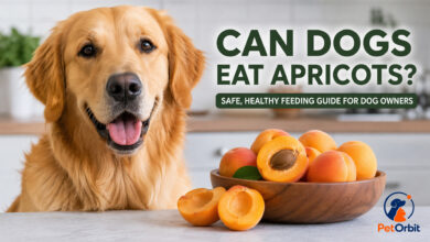 Can Dogs Eat Apricots