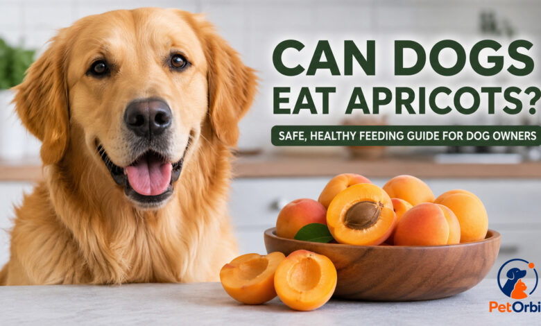 Can Dogs Eat Apricots