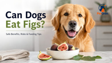 Can Dogs Eat Figs