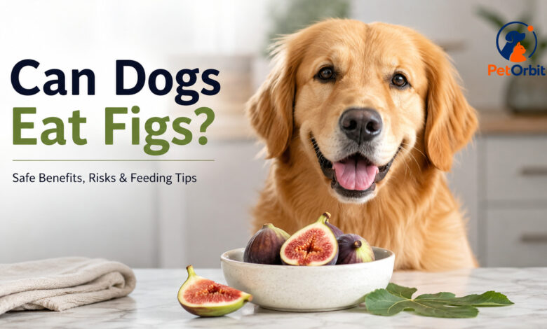 Can Dogs Eat Figs