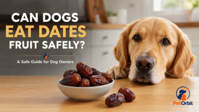 can dogs eat dates fruit
