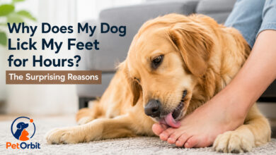Why Does My Dog Lick My Feet for Hours