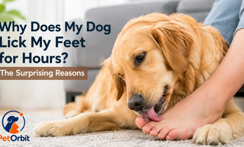 Why Does My Dog Lick My Feet for Hours