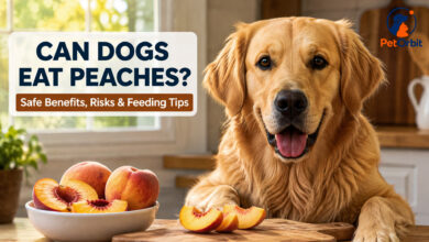 Can Dogs Eat Peaches?