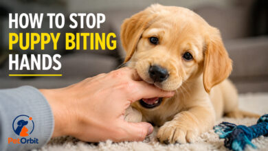 Golden Retriever puppy biting hand during training