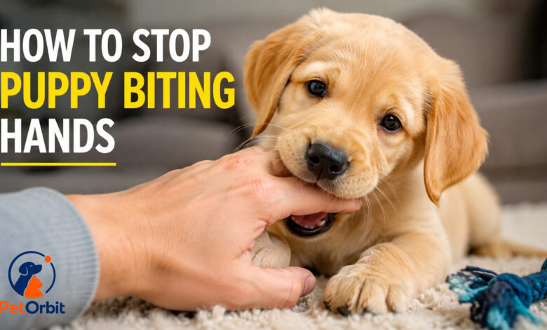 Golden Retriever puppy biting hand during training