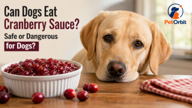 Can Dogs Eat Cranberries Sauce
