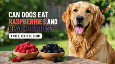 Can dogs eat raspberries and blackberries? Golden Retriever with fresh berries