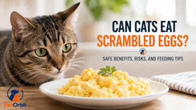 can cats eat scrambled eggs