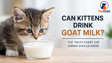 Can kittens drink goat milk? A kitten near a bowl of milk