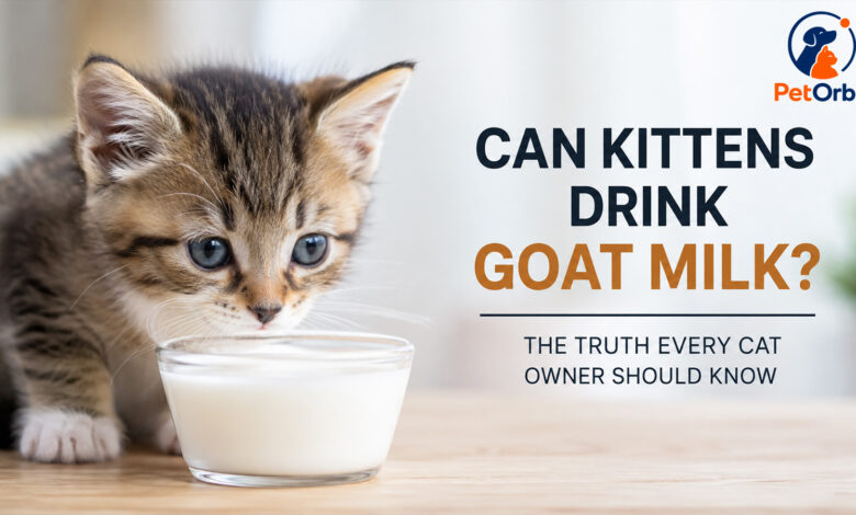 Can kittens drink goat milk? A kitten near a bowl of milk