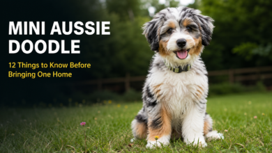 mini aussie doodle
