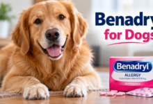 Benadryl for Dogs
