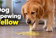 Dog Spewing Yellow