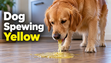 Dog Spewing Yellow