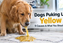 Dogs Puking Up Yellow