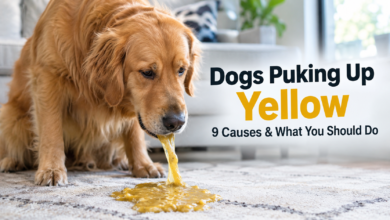 Dogs Puking Up Yellow